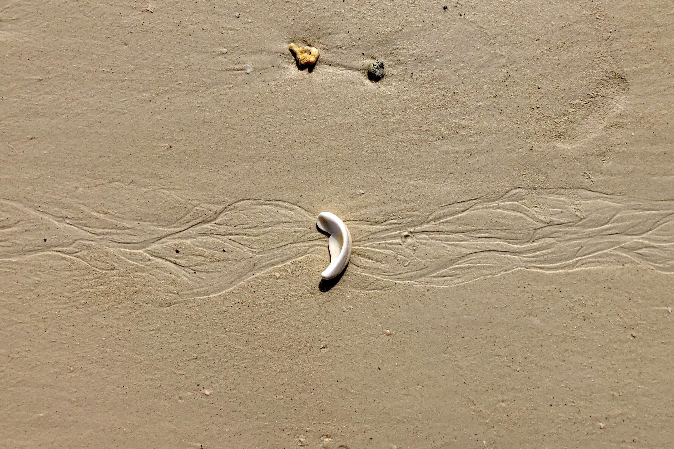 Image displays a seashell shaped as an ear. The sand around it reminds sound waves.